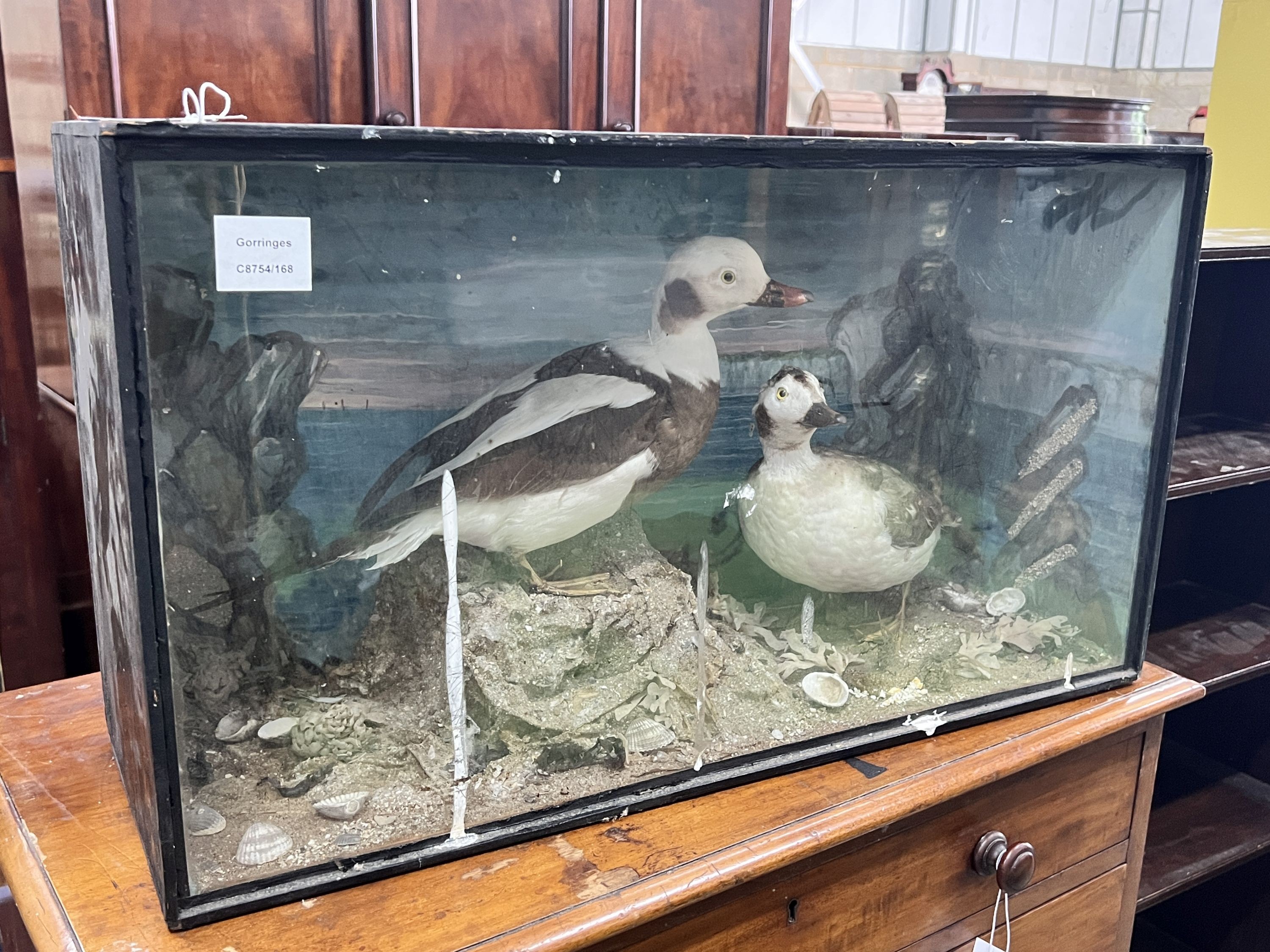 A Victorian cased taxidermic group of two ducks, width 66cm, depth 23cm, height 37cm